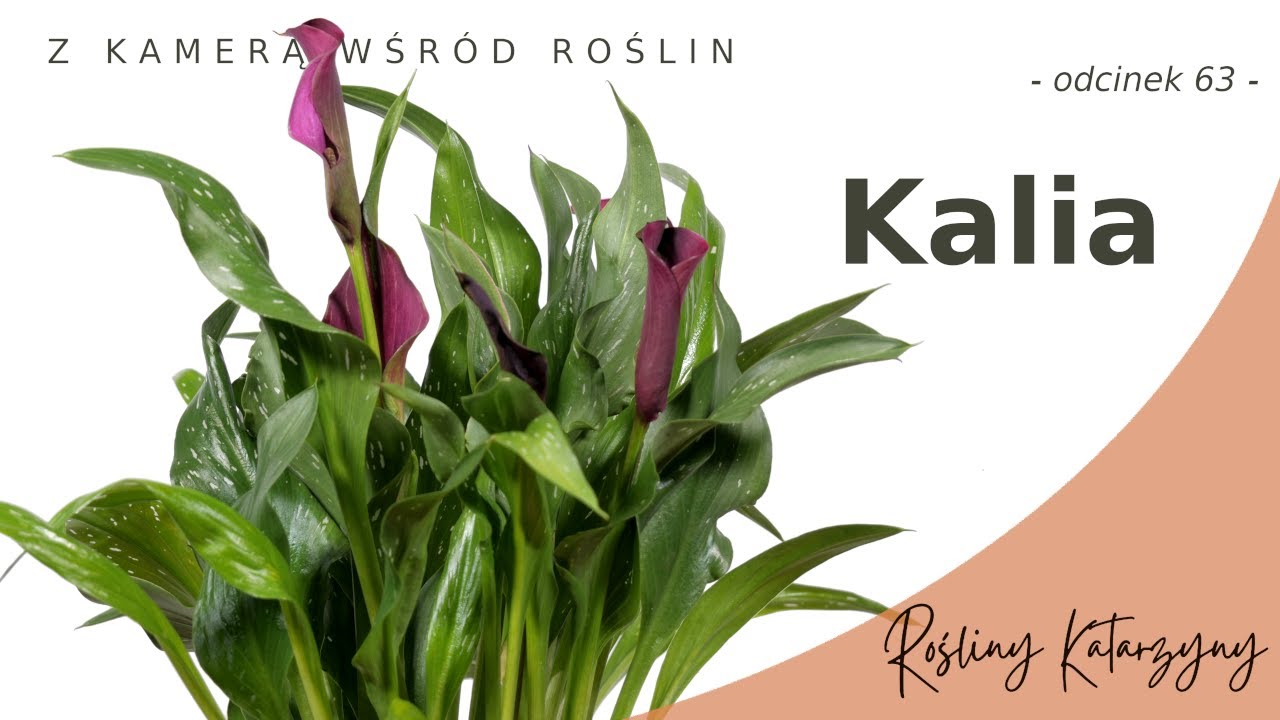 Kalia 🏵️ Piękna roślina ozdobna do ogrodu, na taras i do bukietu 💐 - 🪴 ZKWR 63