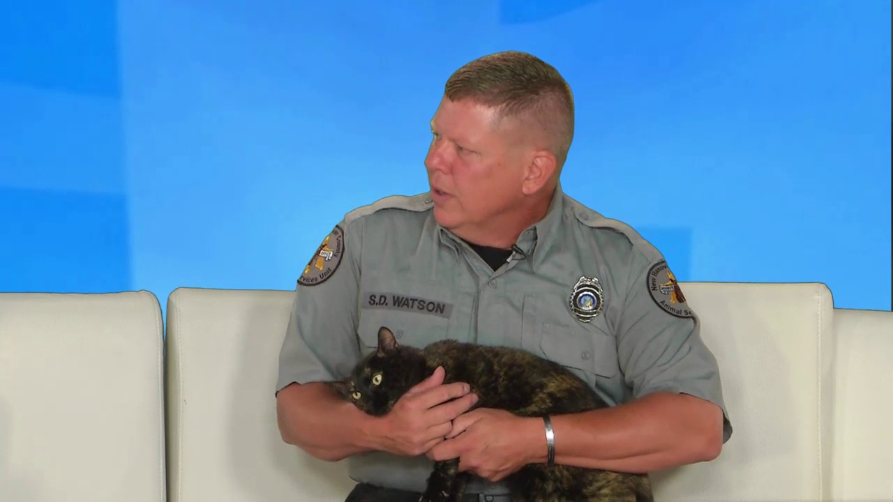 Pet Pals: Angela the tortoise shell cat