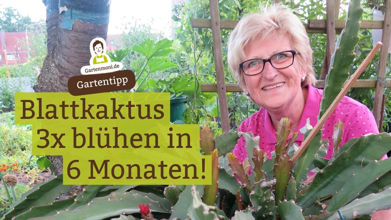 Wie oft blüht der Blattkaktus?! Rekordblüte beim Bauernkaktus (Epiphyllum)