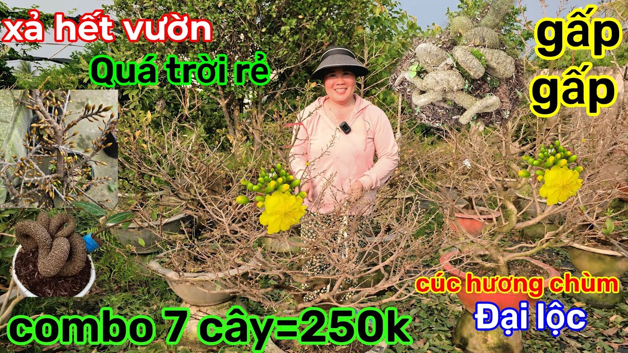 🌲30-1☎️vườn mai Cô Phương☎️mai ghép chơi tết🌲chật vườn bán rẻ🌲xả combo 7-8 cây=250k bao ship 