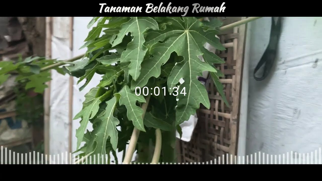 Best Of Dini Kurnia - Lagu Banyuwangi Full Album Terbaru 2026 || Gulu Pedot, Pati Geni, Aclak