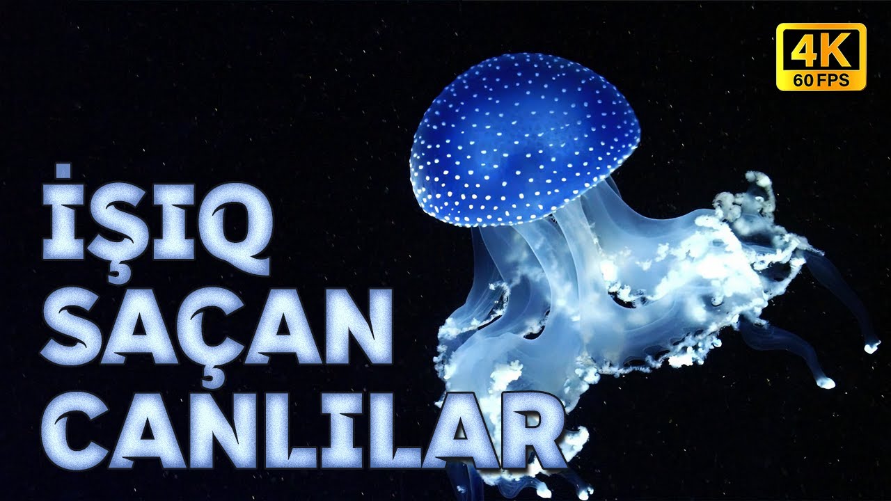 İşıq Sa&ccedil;an Canlılar (Uşaqlar &Uuml;&ccedil;&uuml;n) I 4K