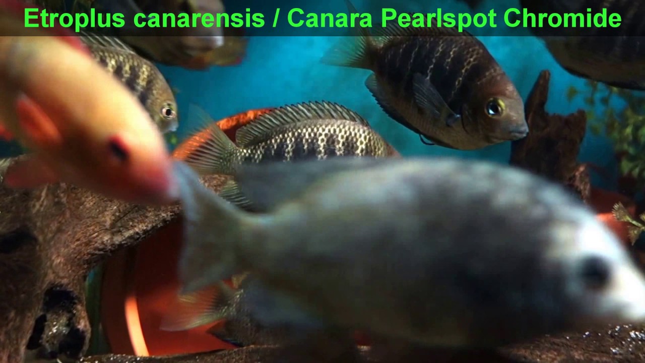 Etroplus canarensis / Canara Pearlspot Chromide