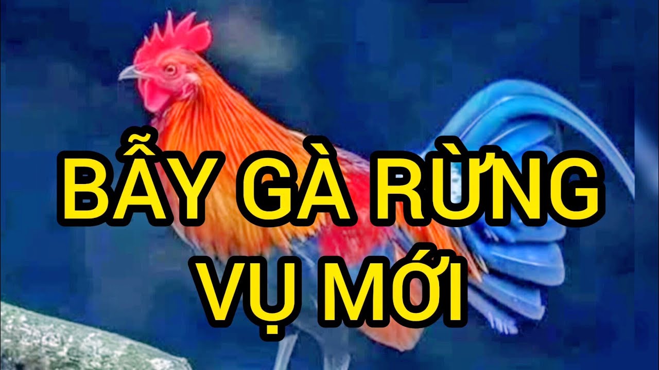 BẪY GÀ RỪNG MÙA MỚI