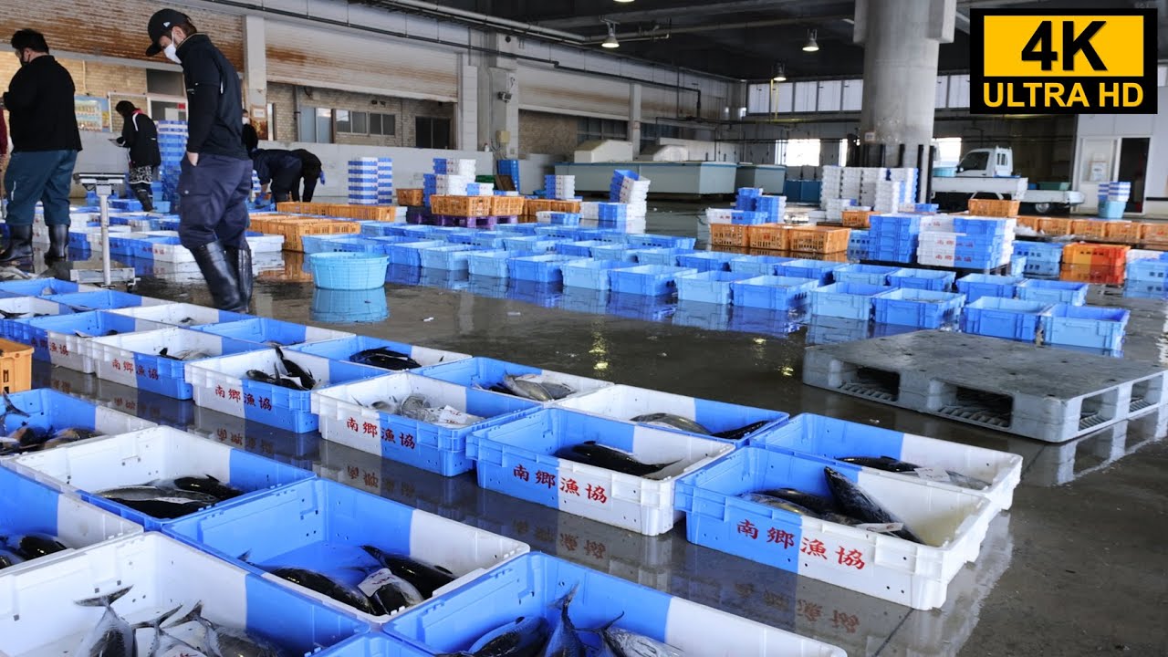 水揚げからセリまで！魚市場の一日をご紹介（地方卸売市場）