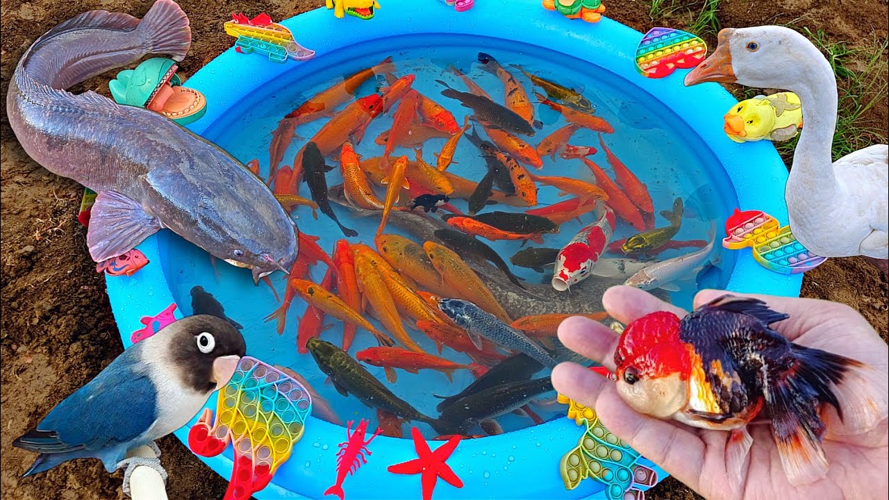 Mancing ikan hias warna warni di kolam, ikan lele besar, ikan mas, ikan cupang, ikan lucu, angsa
