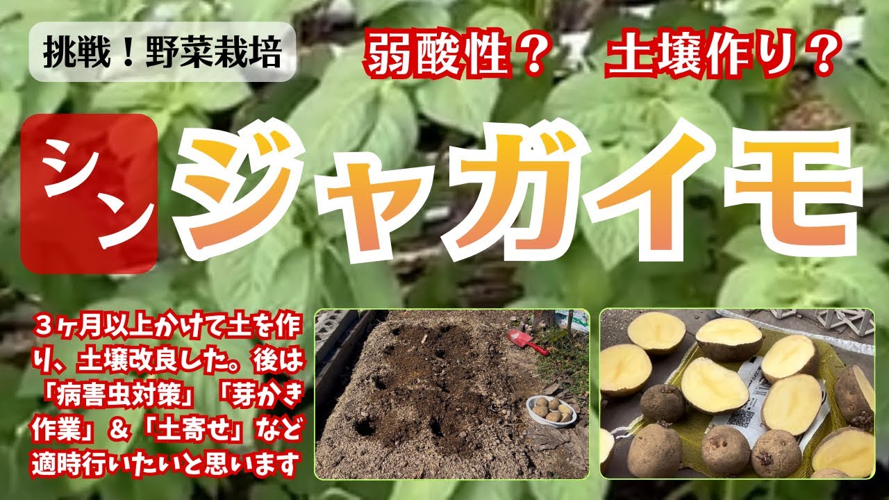 【ジャガイモの種芋を植え付けました】挑戦！野菜栽培