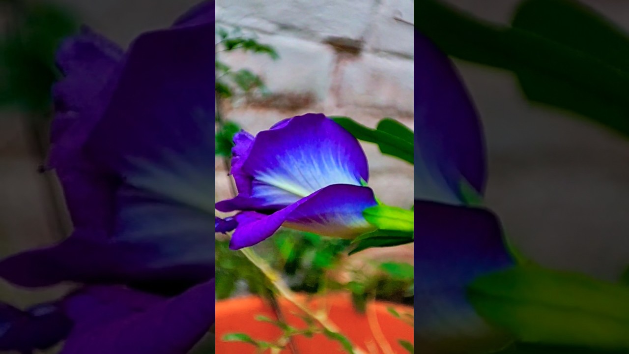 #अपराजिता bluebellvine,&nbsp;blue pea,&nbsp;butterfly pea,&nbsp;cordofan pea&nbsp;Darwin pea  #aprajita #flowers #nature