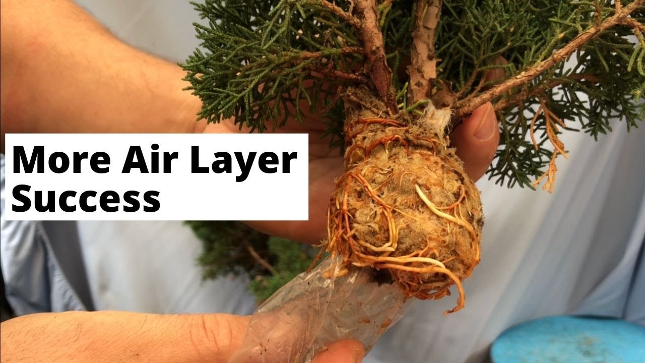 Bonsai - more Air layer success x 2 - Shimpaku juniper