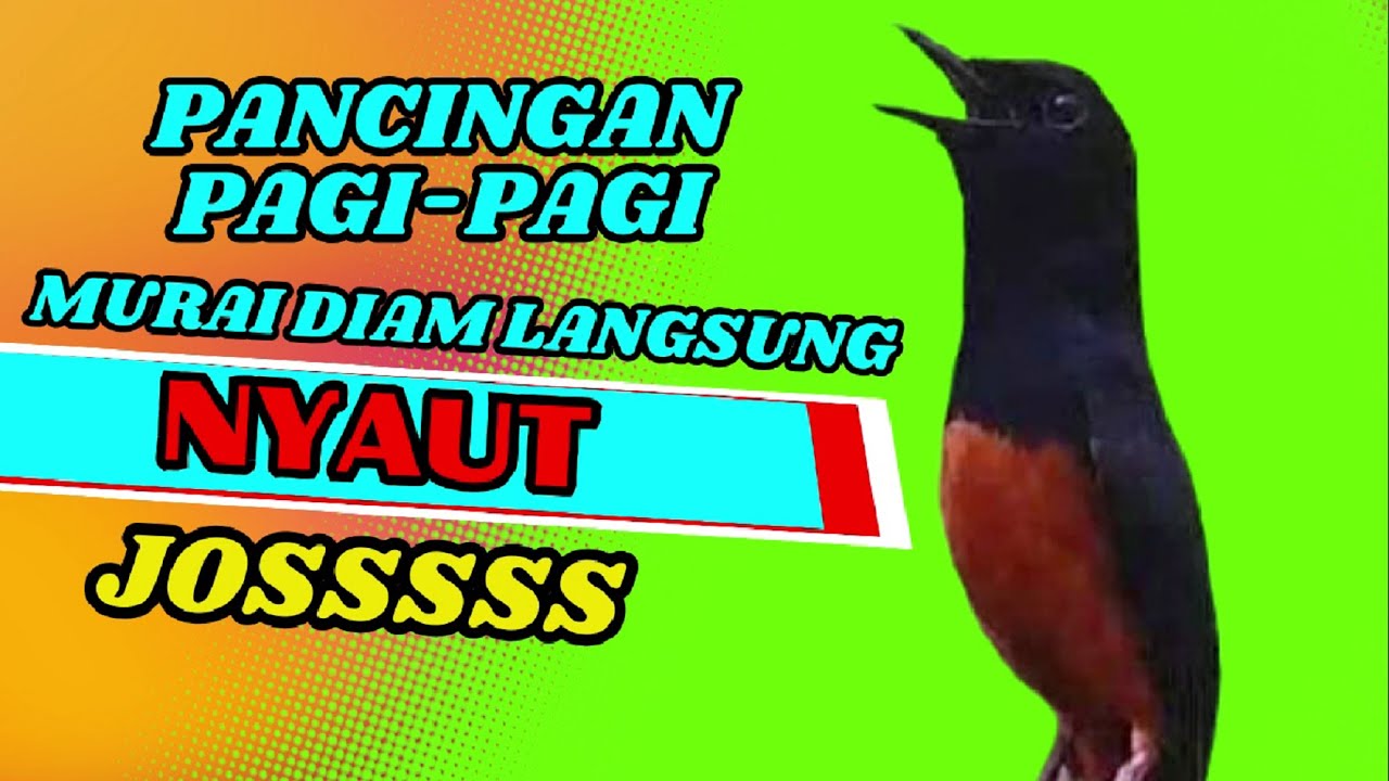 PANCINGAN PAGI-PAGI AGAR MURAI GACOR❗❗ MURAI DIAM PASTI NYAUT EMOSI❗❗❗