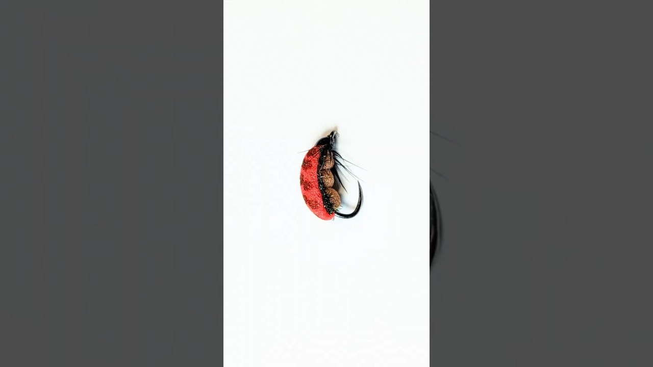Size 20 Foam Lady Beetle Dry Fly. #dryfly #flytying #flyfishing #foamfly #troutflies #shotaflies