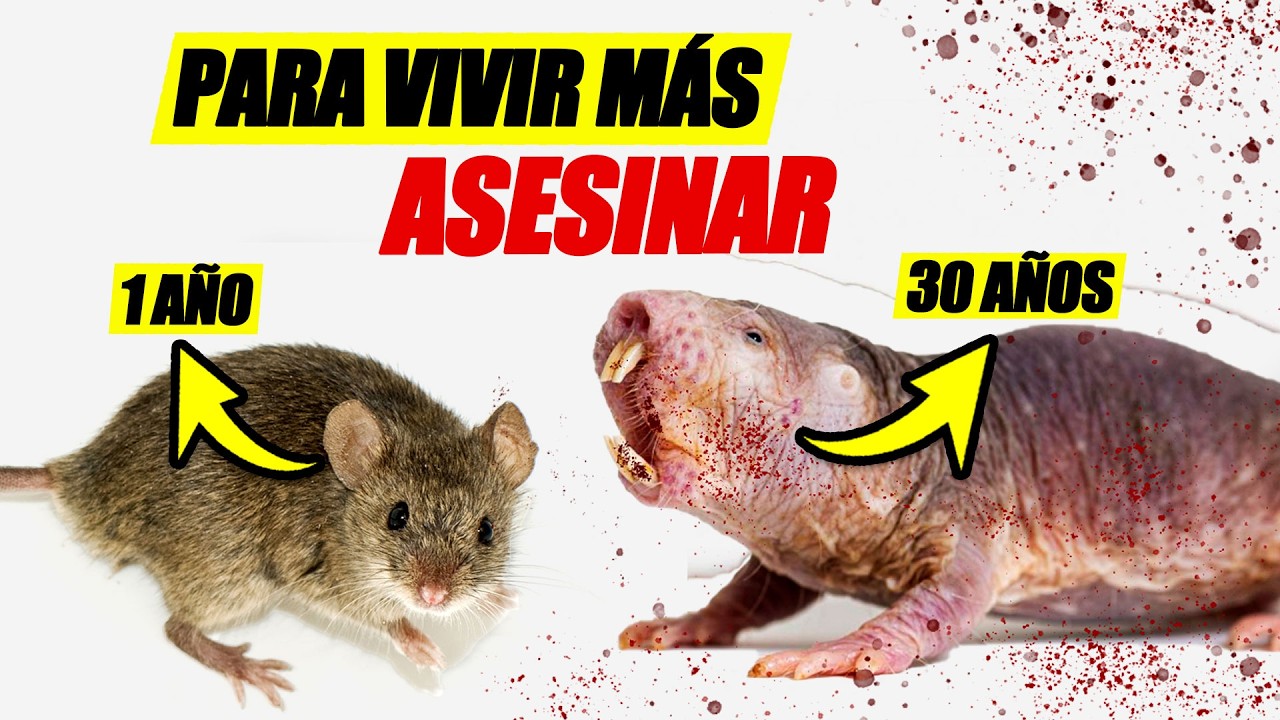 Asesinar Para Vivir Más | Las RATAS TOPO DESNUDAS y sus secretos más oscuros