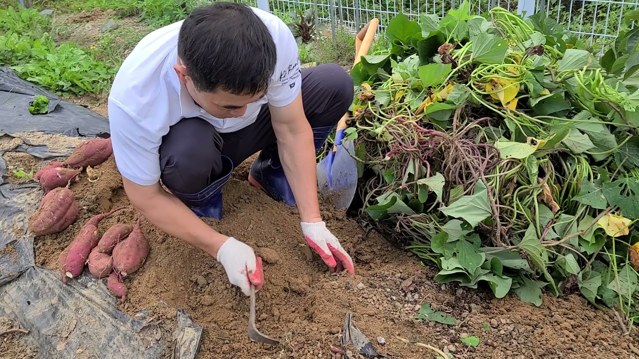 250만 조회! 고구마를 수확하다 기절할뻔/우와 !!!
