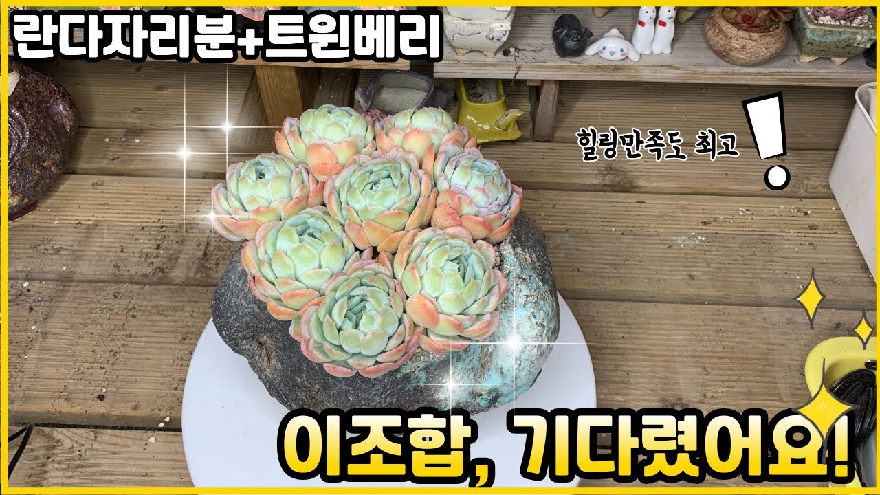 260129[다육식재] 기다렸던 란다자리분, 트윈베리 합식으로 완성한 힐링 다육생활