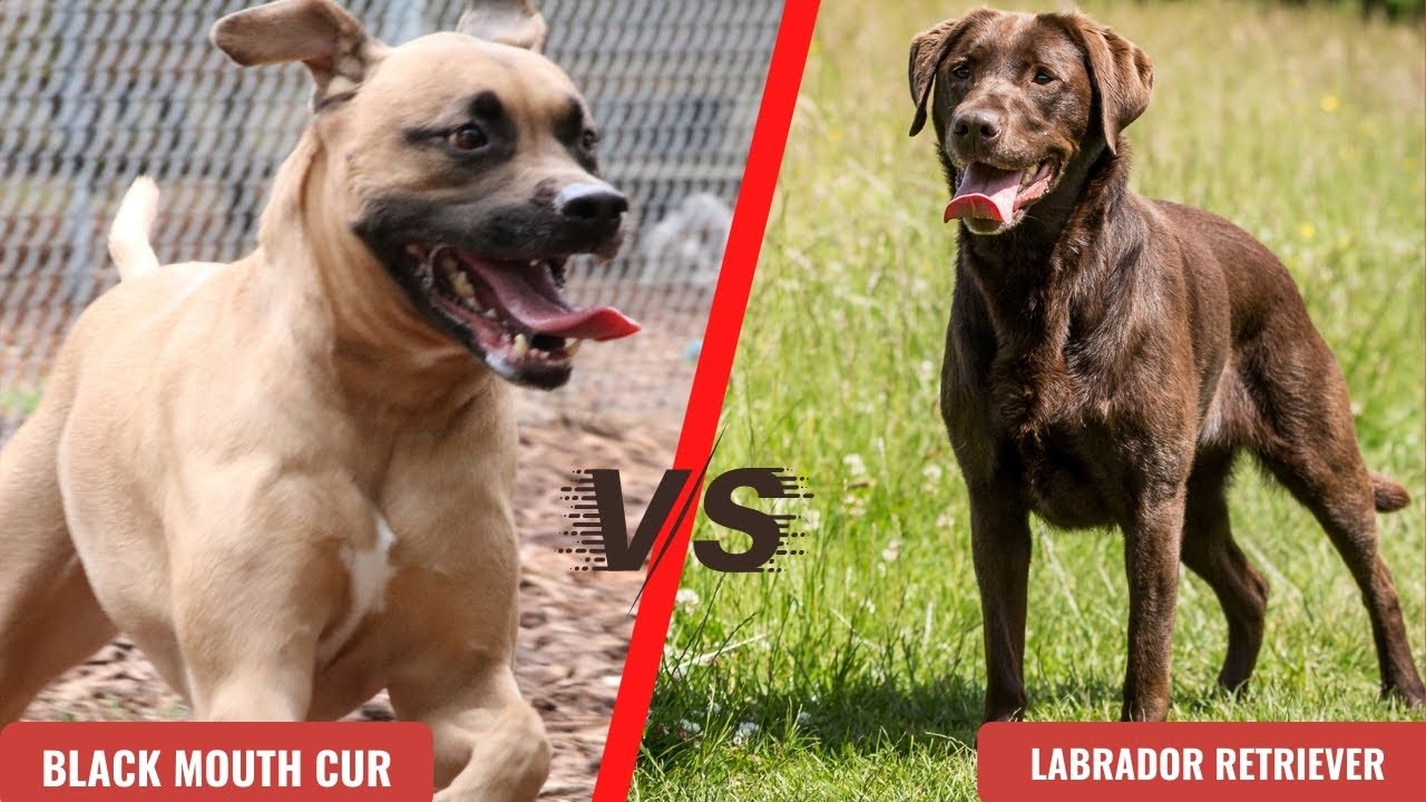 Black Mouth Cur VS Labrador | Labrador Retriever VS Black mouth cur
