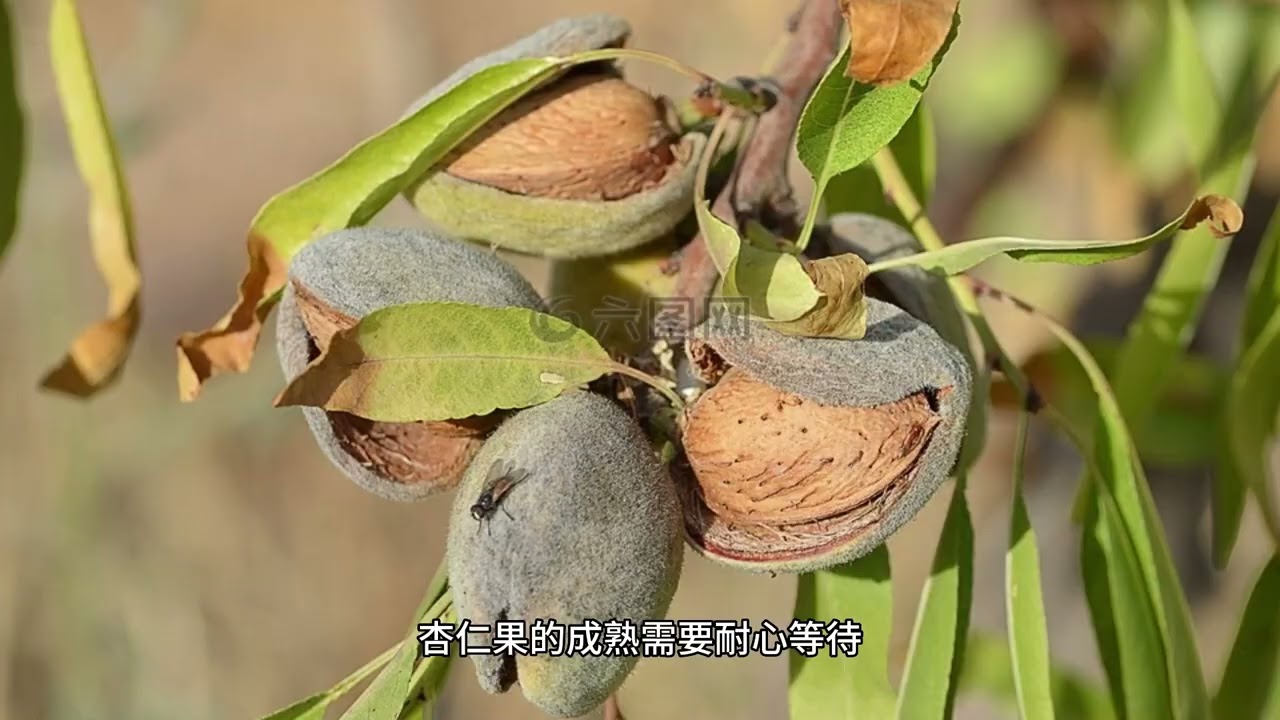 ~杏仁果成長過程~