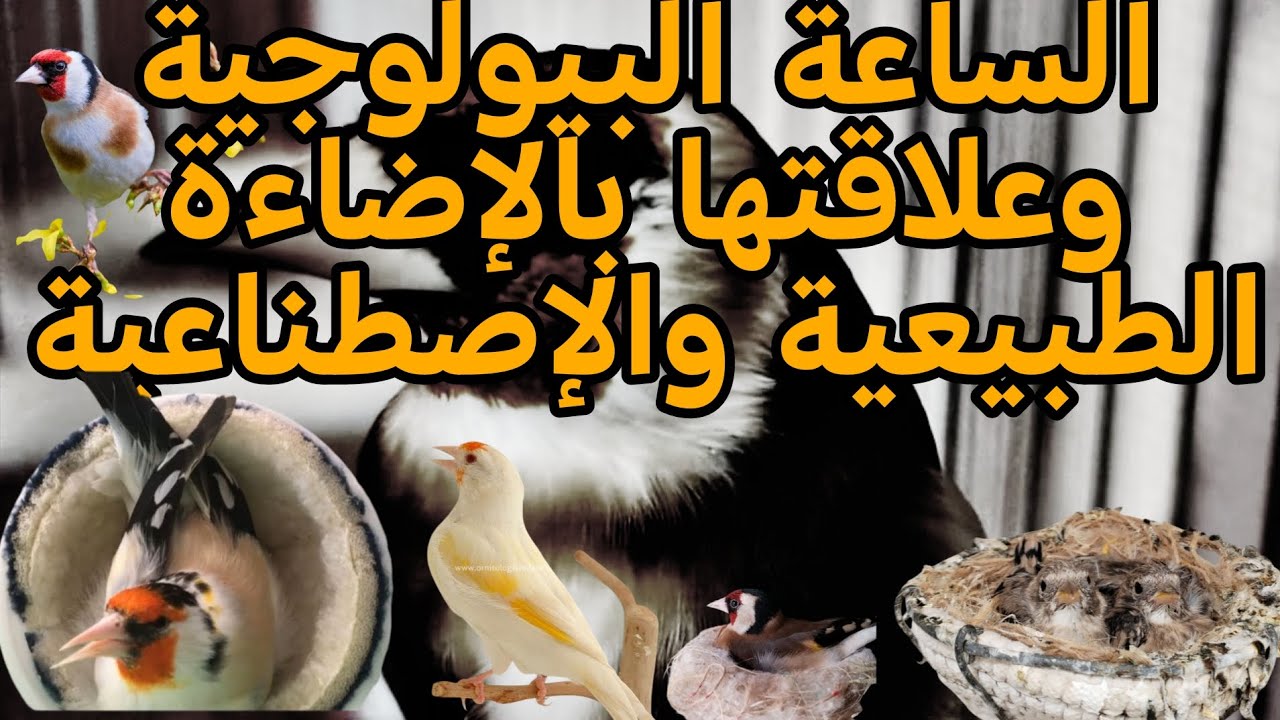  الفرق بين الإضاءة الطبيعية والإصطناعية تزامناً مع بداية إزدياد ساعات الإضاءة الطبيعية بحولو يناير 😊