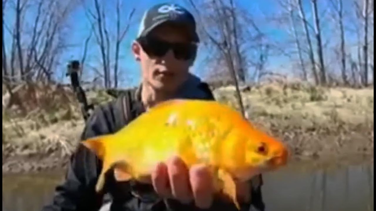Gigantic Goldfish Are TAKING OVER