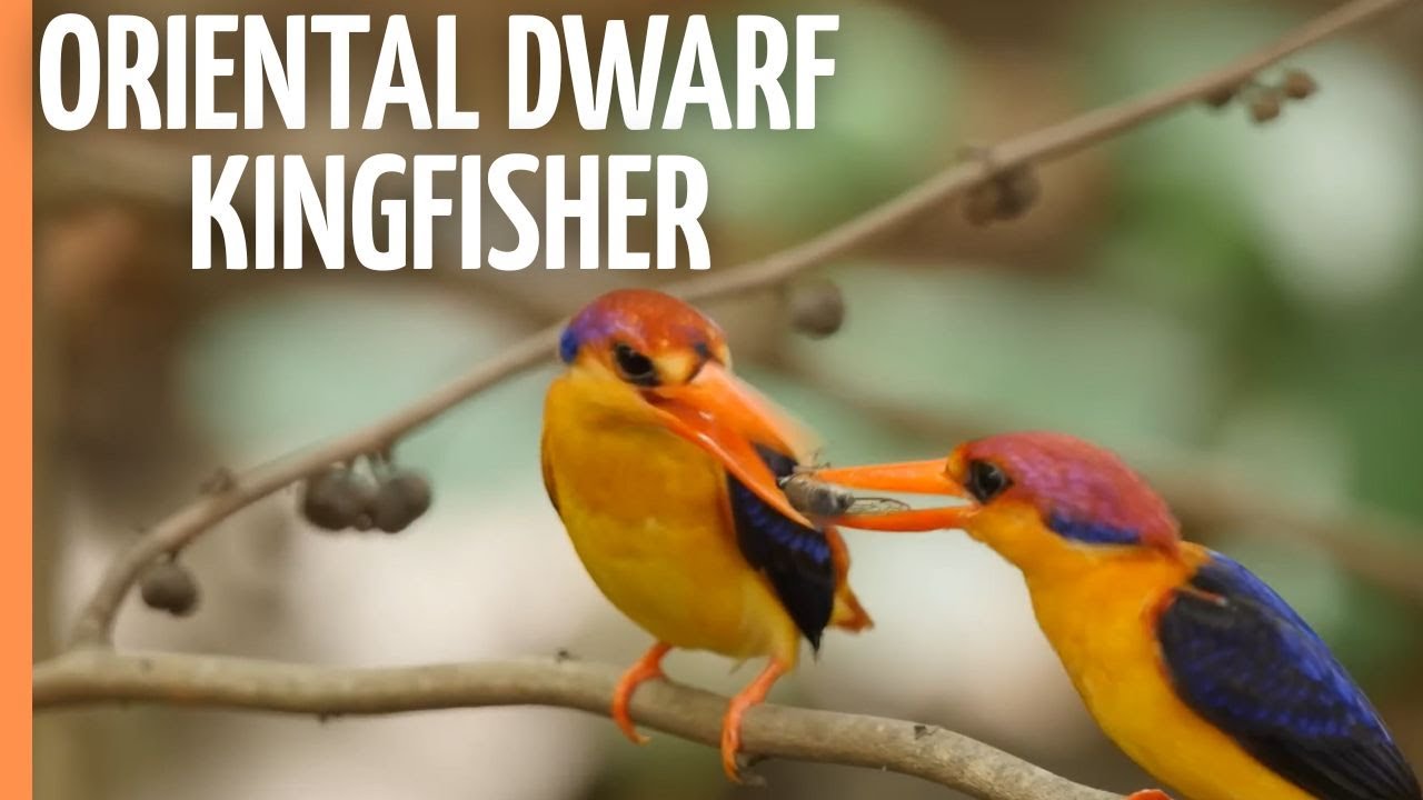The Oriental Dwarf Kingfisher- Fascinating and Rare Footage | Full Documentary