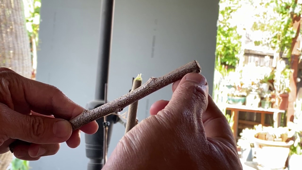 How to Graft a Cherimoya