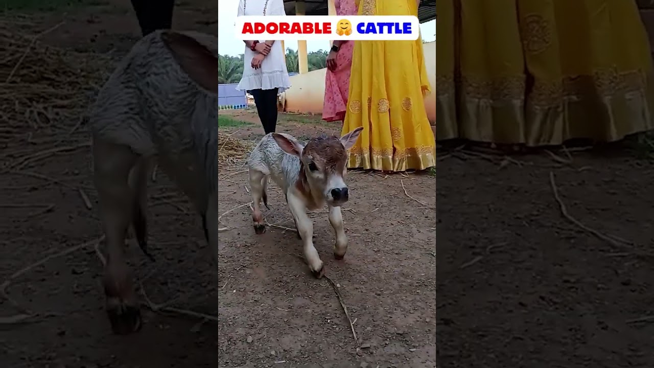 😍World's Shortest Cattle -Nadipathy Cattle | Recreated By Dr P Krishnam Raju | Nadipathy Goshala |