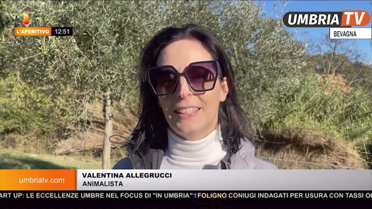 Bevagna: storia a lieto fine per 17 cuccioli abbandonati