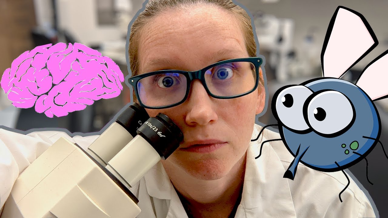 What it's like to dissect and image FLY BRAINS