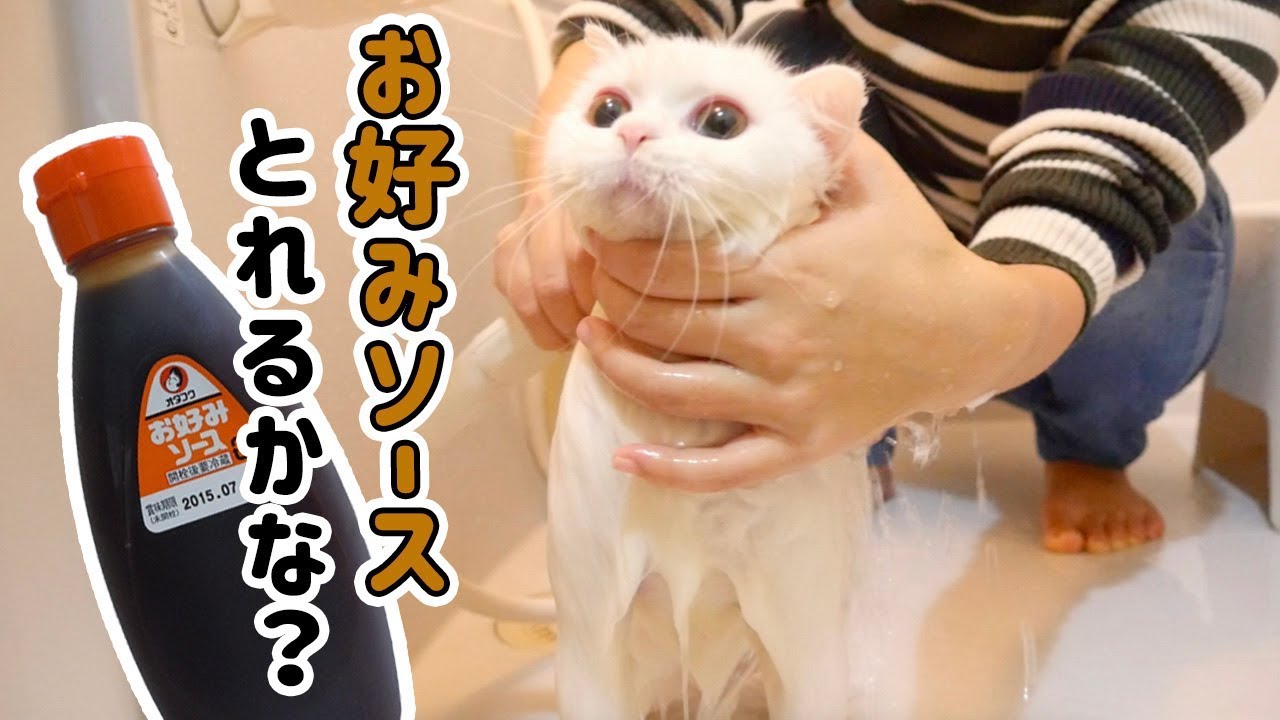 お好み焼きに突撃した猫を洗ったら大パニックに！