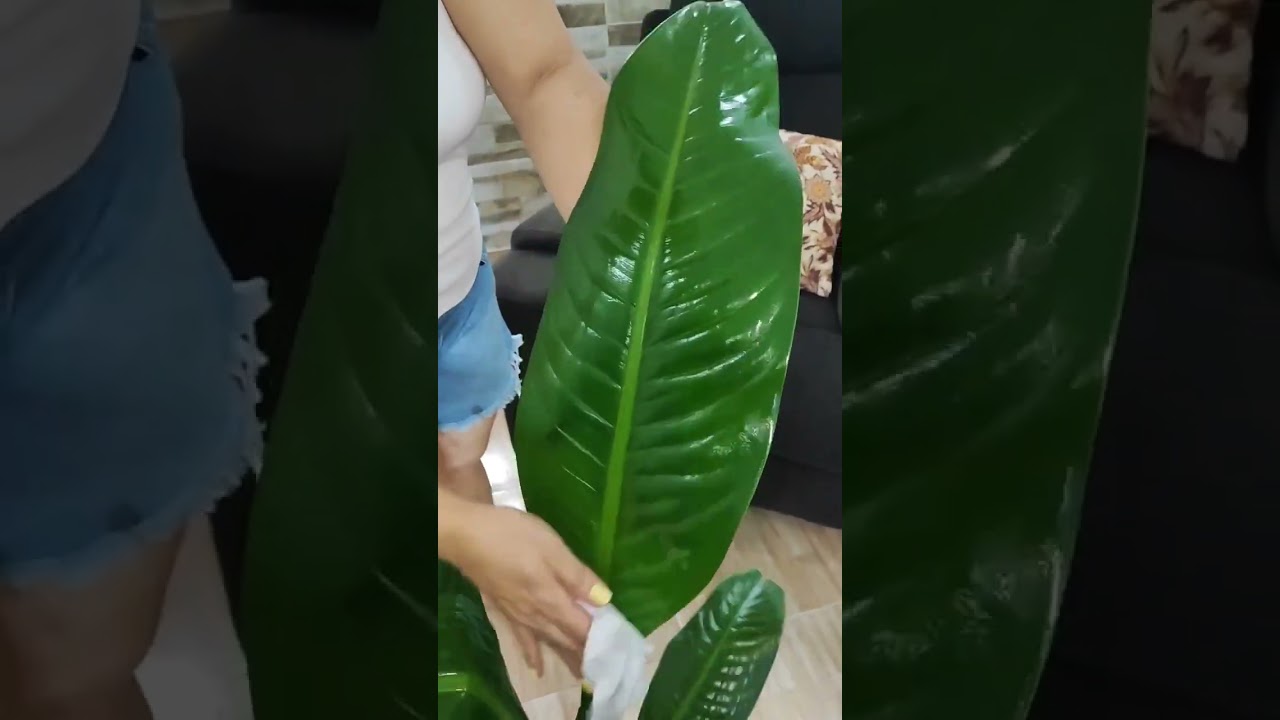 COMO BRILLAR LAS HOJAS DE TUS PLANTAS