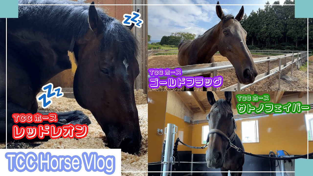 可愛い寝顔を大公開🐴💤＆メタセコイアと馬の森の近況報告📝｜TCCホースVlog