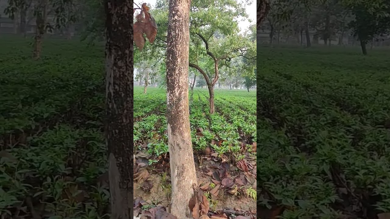 #Amazing Natural Bird Sound🐦🔉 #Morning Nature View #Shorts#Natural