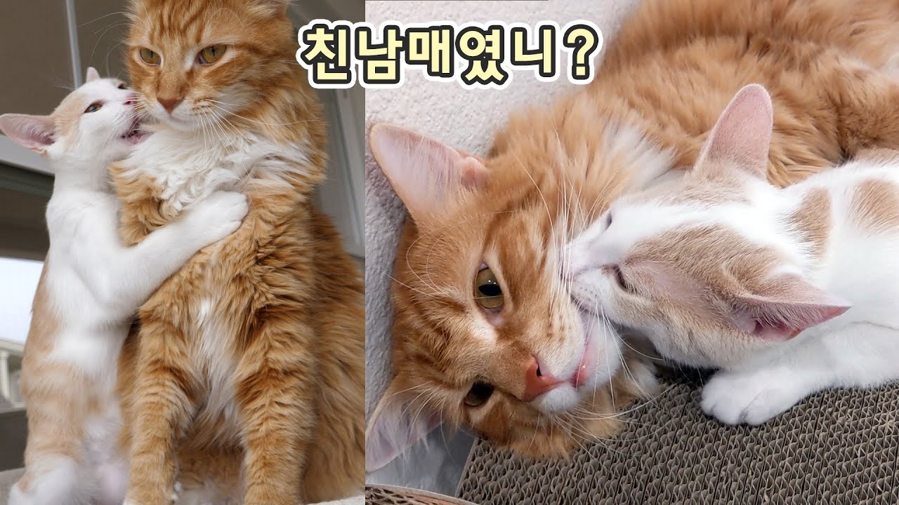단짝 고양이가 되어 버린 체다와 크리미 - 친남매였나?