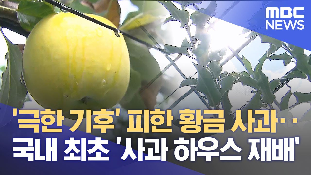 전국 최초 사과 하우스 재배‥청송 '차세대 황금사과' 선도 (2025.08.05/뉴스데스크/안동MBC)