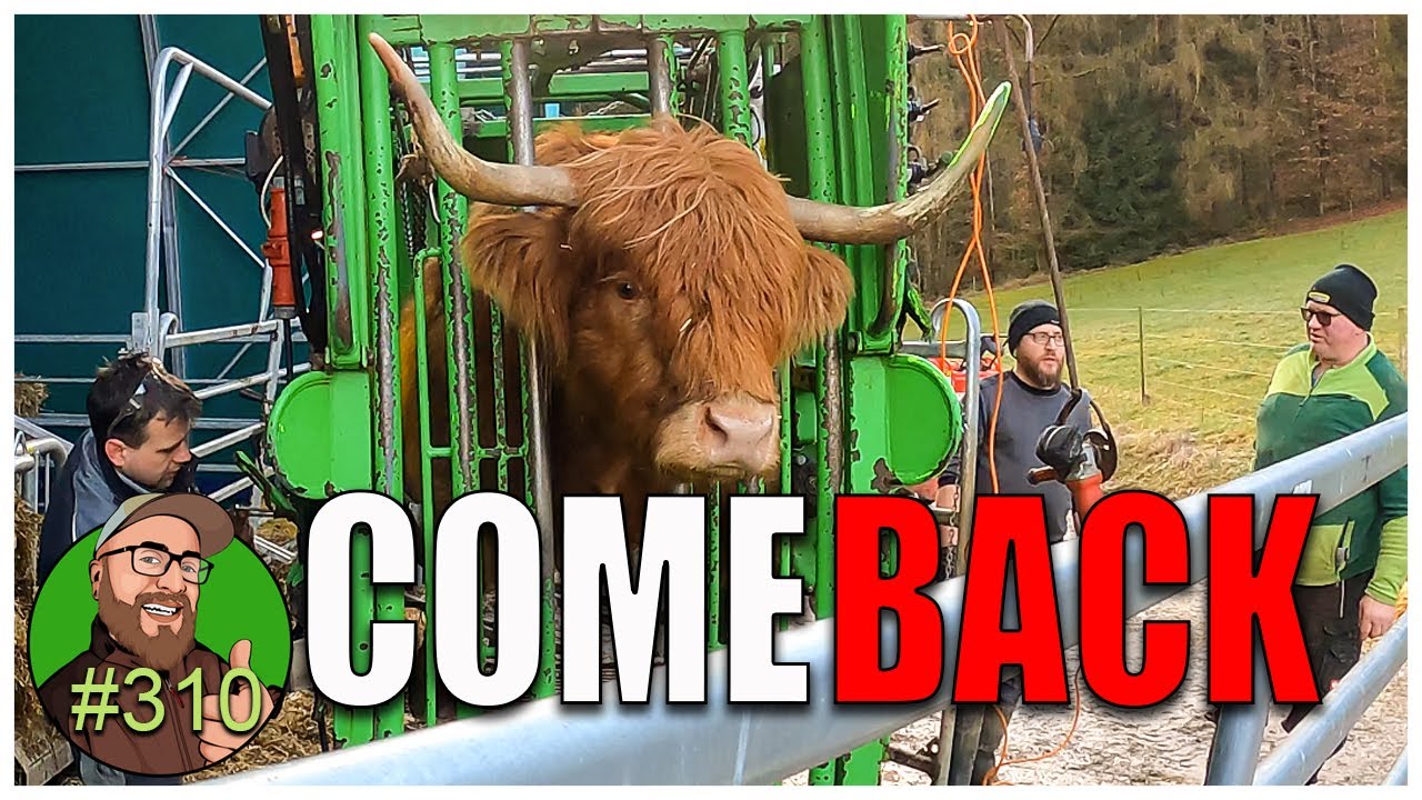 FarmVlog 310: Die Hochlandrinder sind endlich am neuen Hof | Ein Bulle ist ausgebrochen