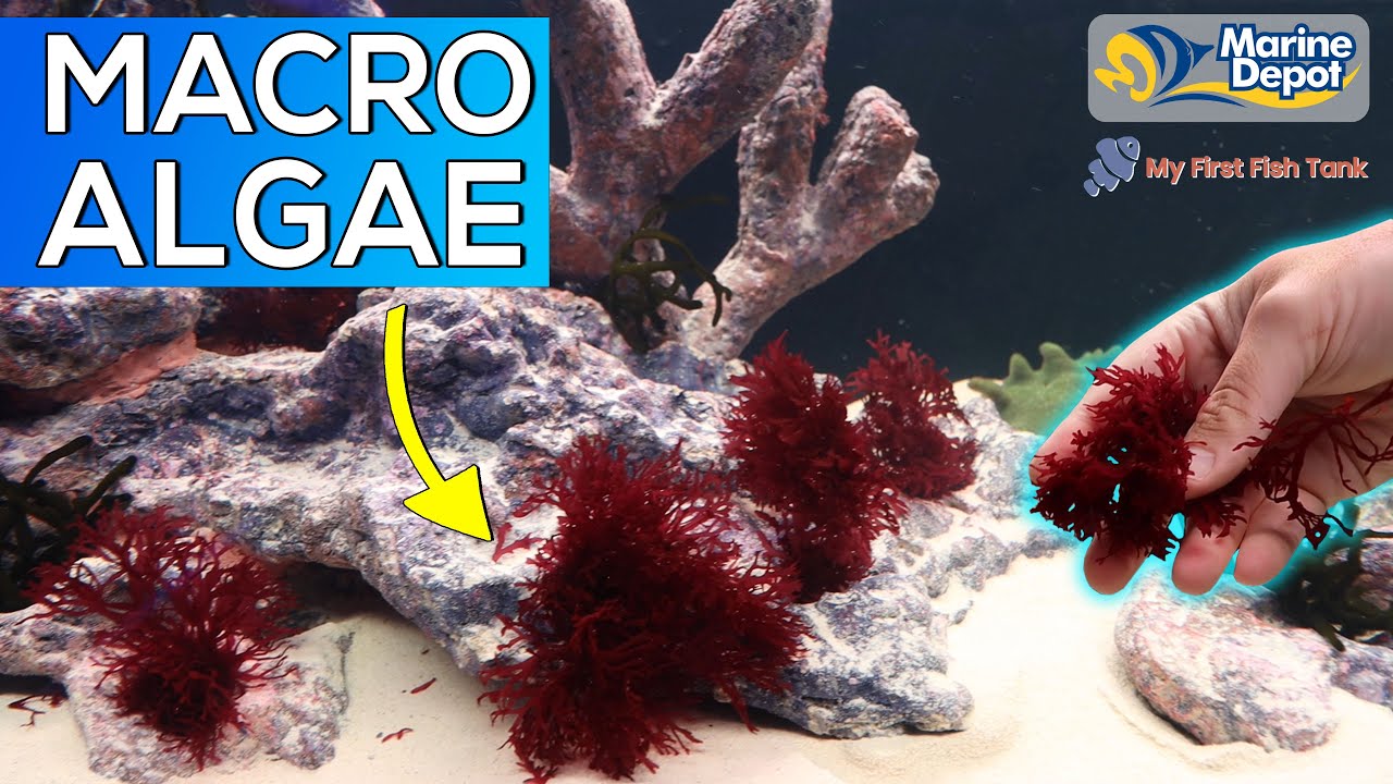 Seahorse Macro Algae Tank, Part 3 | with Matthew of MyFirstFishTank.com