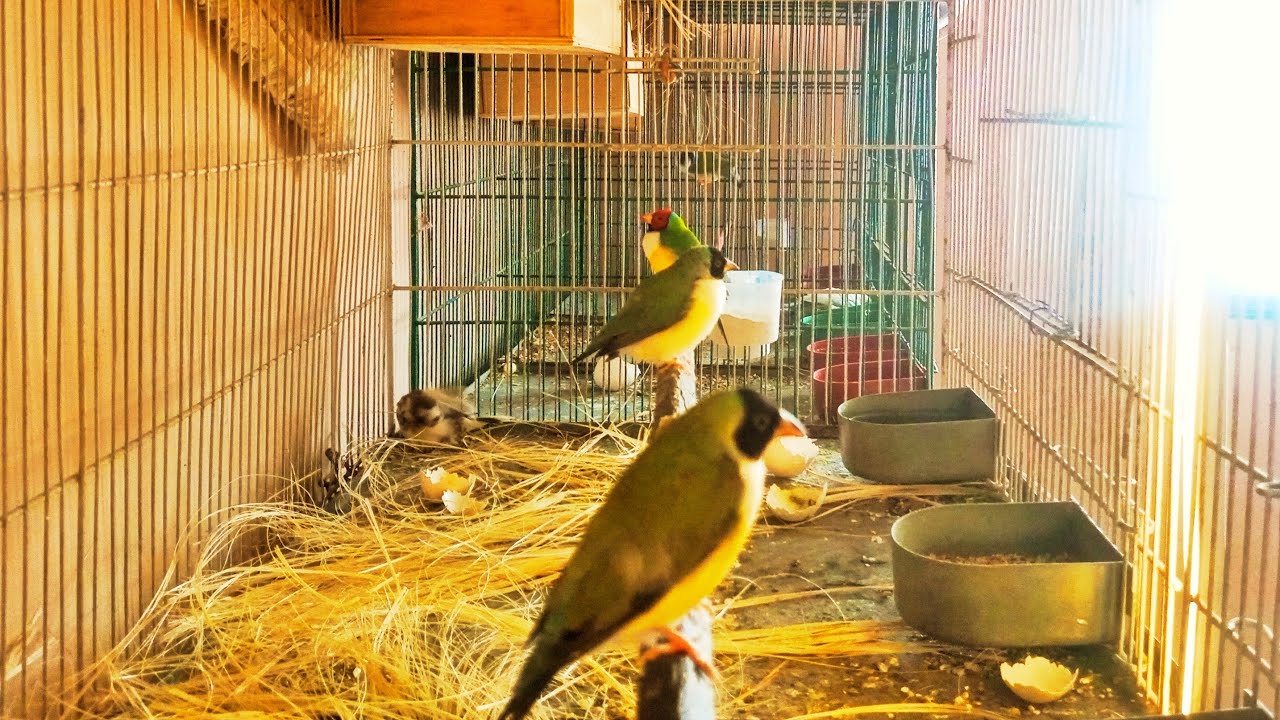 Goldian Finches 🐦🐦 Ko Big Portion Me Shift Kar Diya Subscribe like share my channel @Birdyswings 😍🥰❤