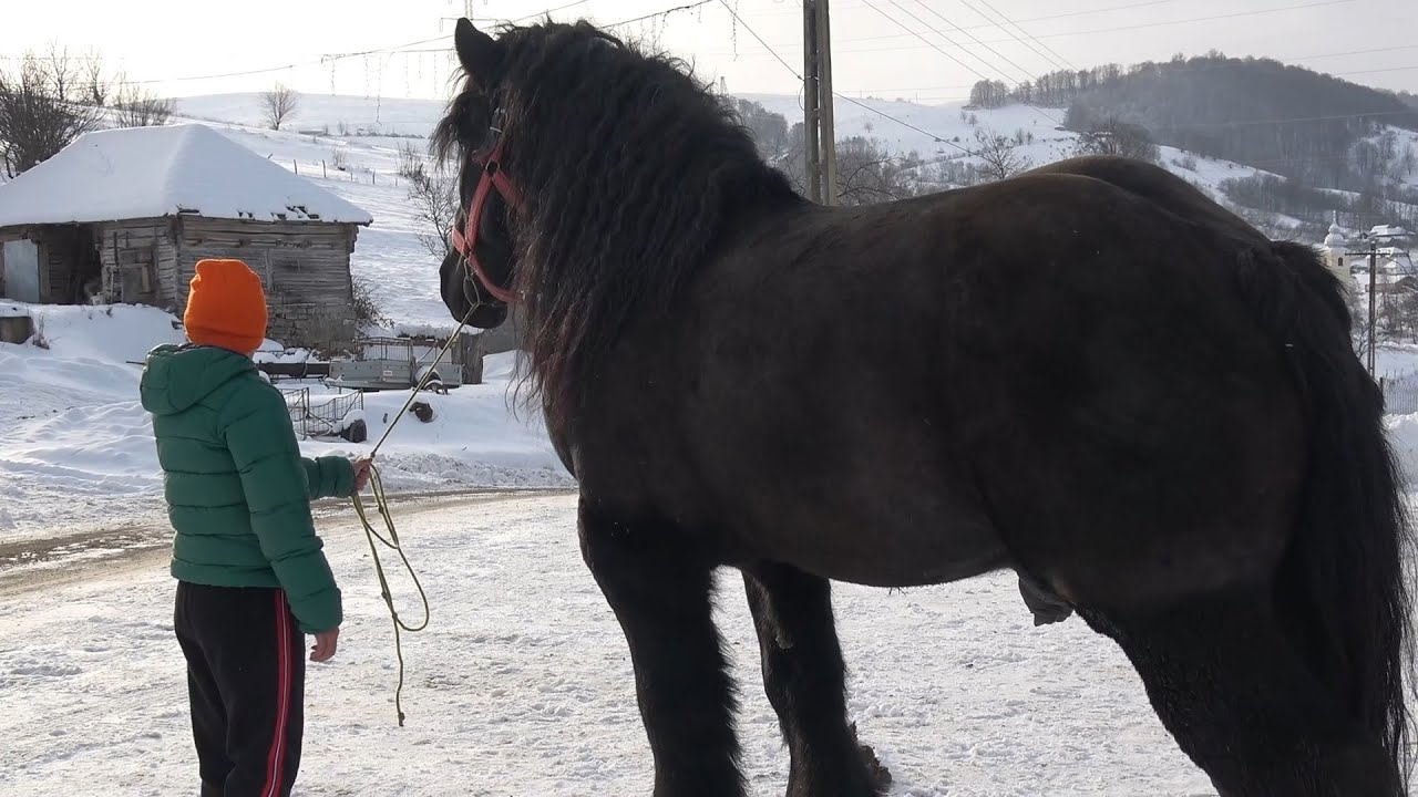 Caii lui Florin de la Ponoara, Bihor - 2026 Nou!!!