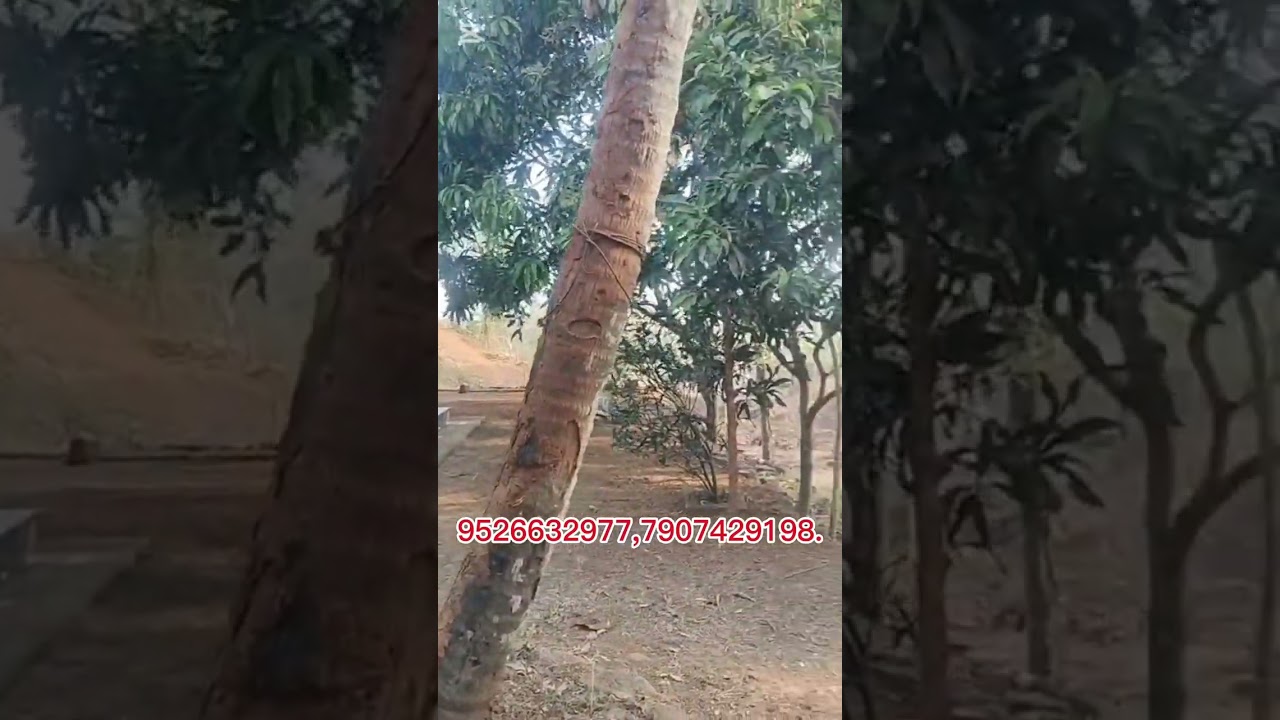 നിസ്സാര വിലയിൽ സ്ഥലവും വീടും 