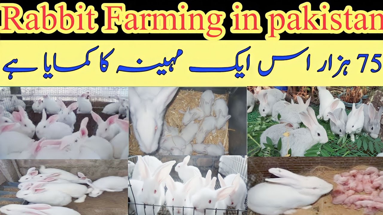 Aj Be 250 Rabbit Ka Ader Aya Lakn Mara Pas Nhi Han | My Rabbit farm in Pakistan New video 2023
