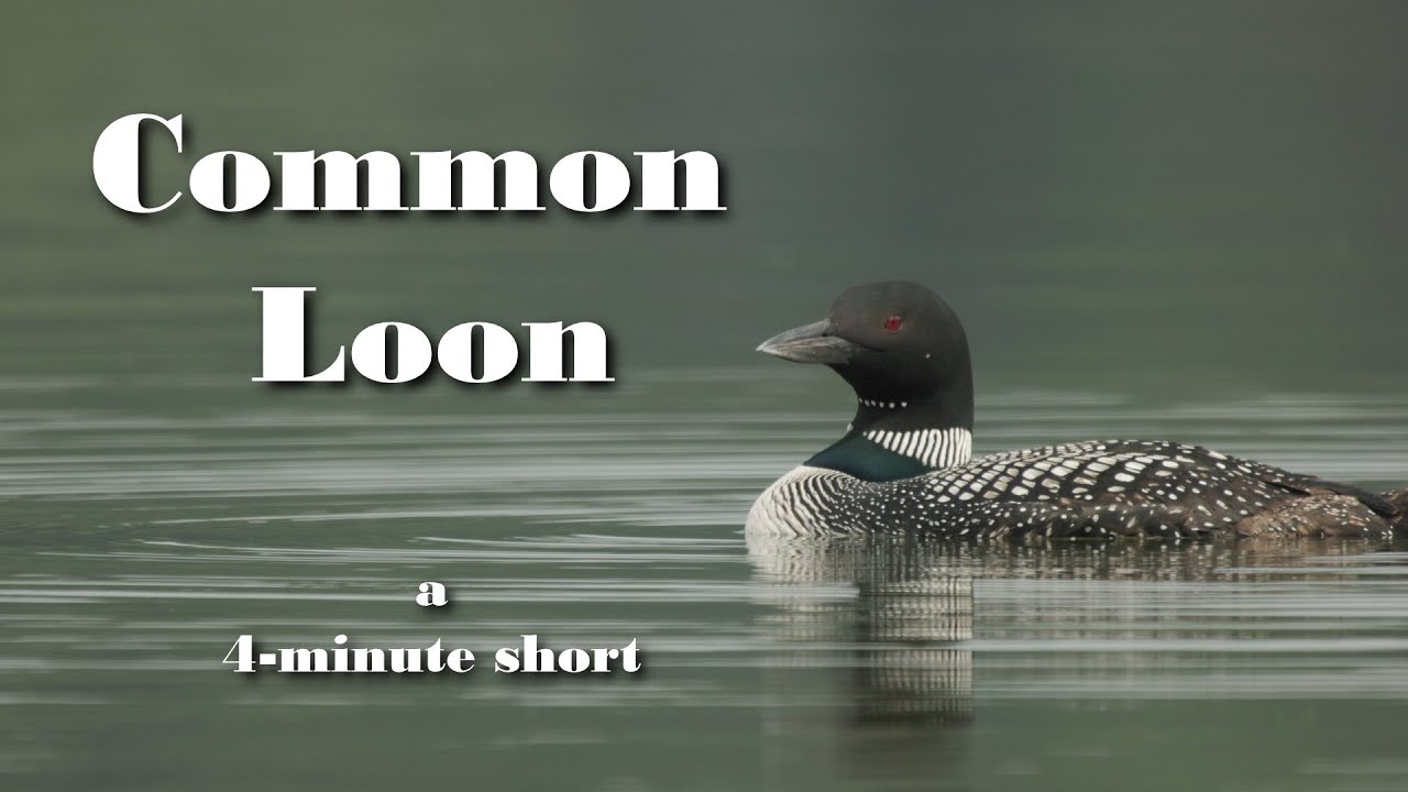 Common Loon | 4-Minute Wildlife Short
