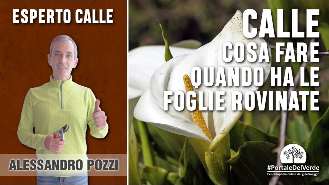 Cosa fare quando le calle hanno tutte le foglie brutte e ingiallite?