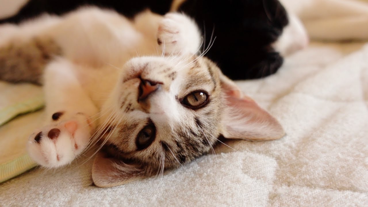 先住猫が好きすぎて離れなくなっちゃった子猫…笑