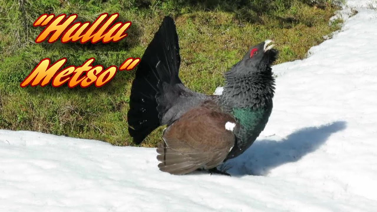 Hullu Metso Ylläksellä