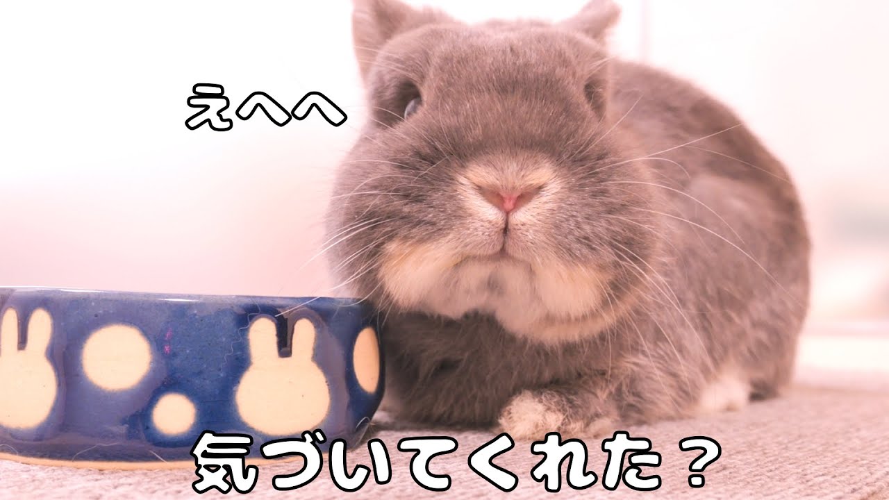 朝食1分前の作戦が的中して思わず笑ってしまったミミが最高に可愛かったです【No.1697】