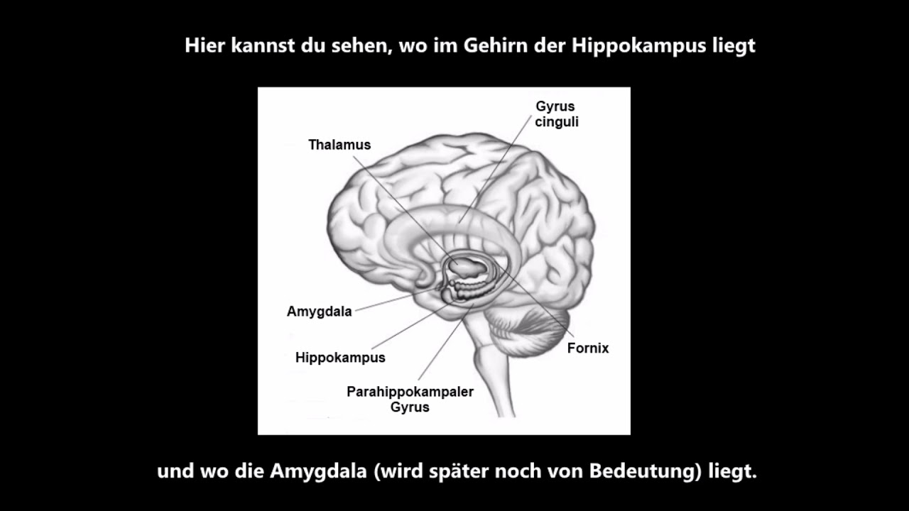 Biologie -  Neuroplastizität - Teil 1