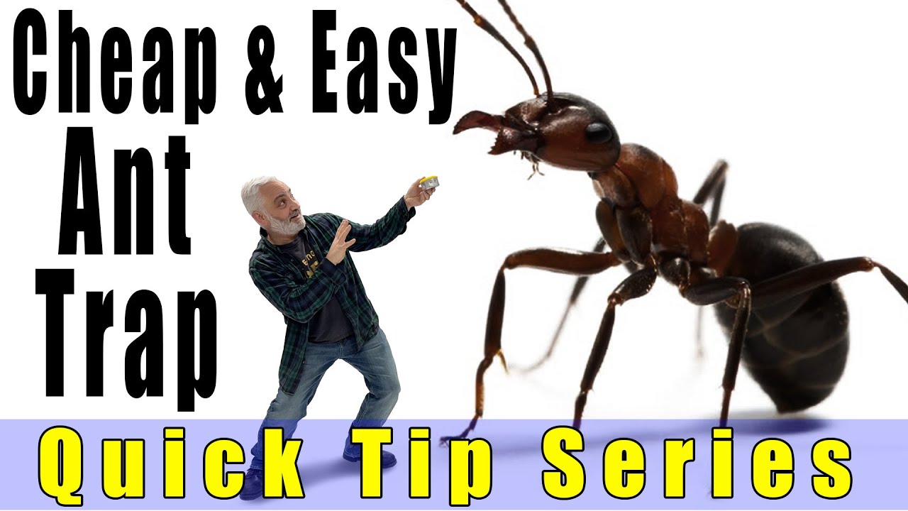 Cheap and Easy Pet Friendly Ant Trap