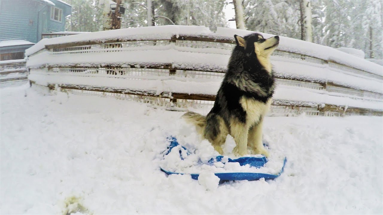 Alaskan Malamute Destroys Pool after Spring Blizzard 2017 in Colorado