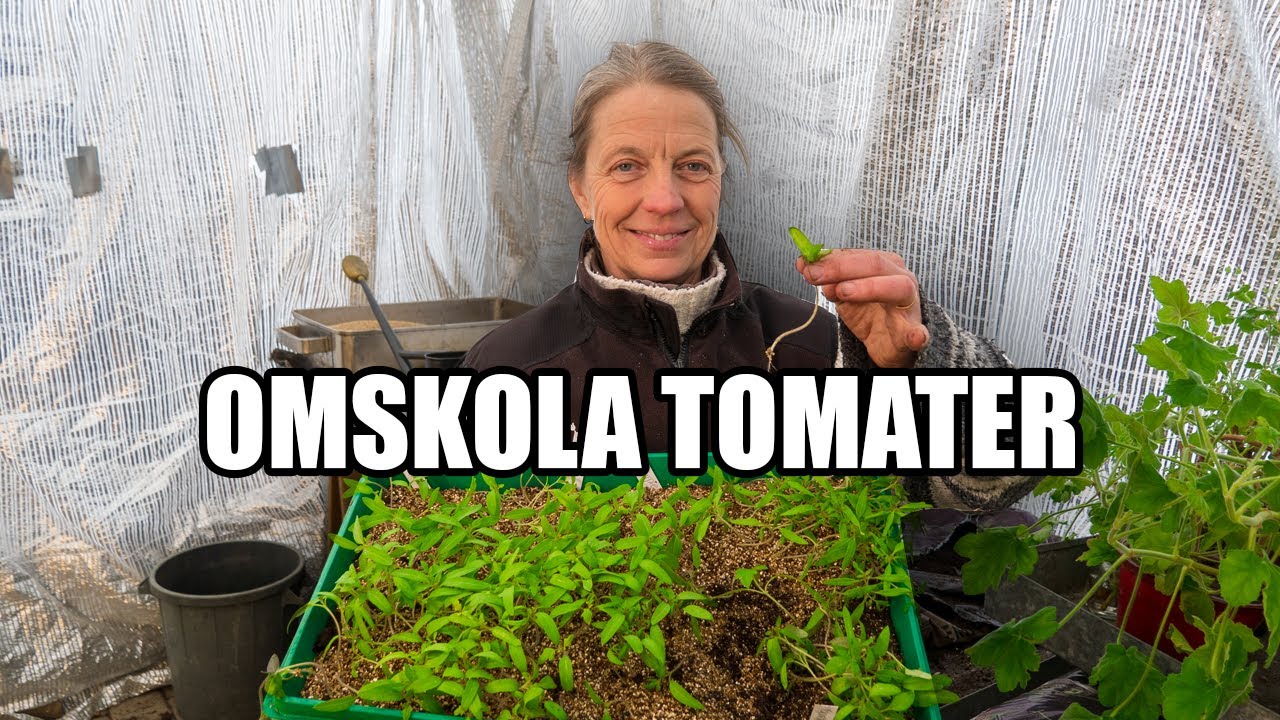 Omskola tomater - Kosters Trädgårdar