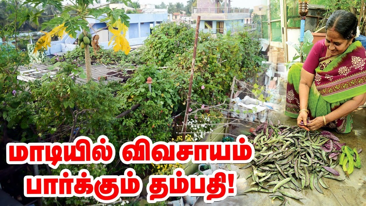 மாடித்தோட்டத்தில் கீரை முதல் 'பிரான்ஸ்' பீன்ஸ் வரை... விதவிதமான காய்கள்!