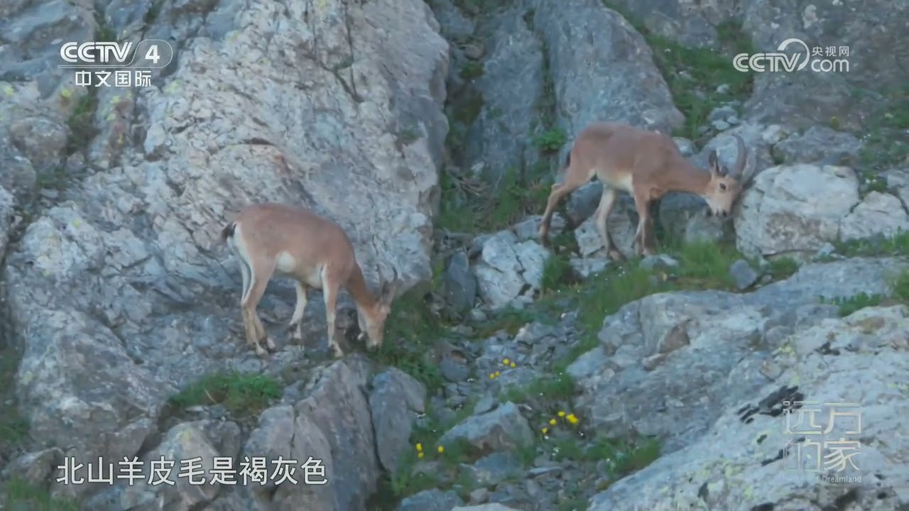 [远方的家]山河锦绣看中国——河谷绿地间的自然回响 与北山羊不期而遇 | 中华地图